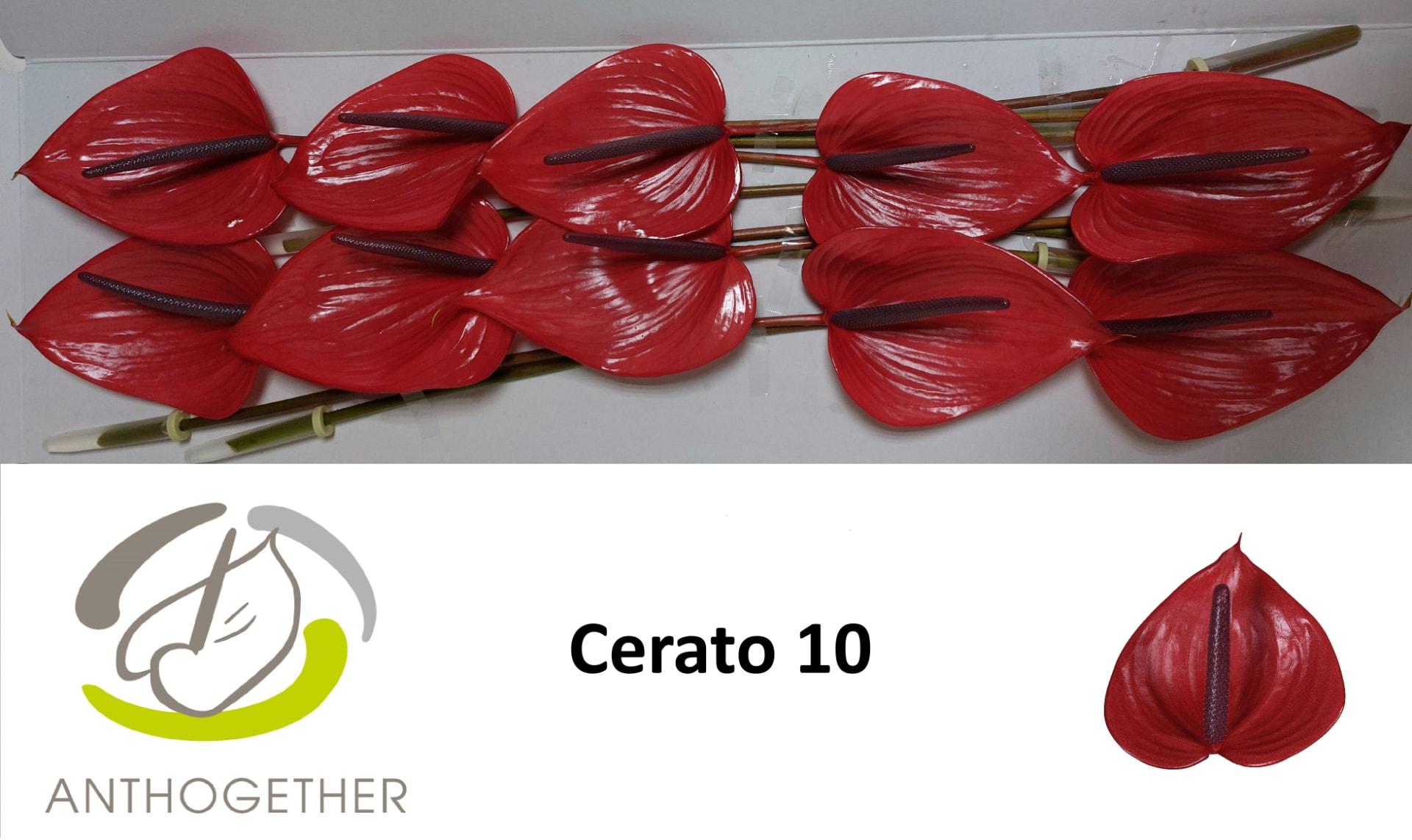 Срезанные цветы оптом Anthurium cerato от 10шт из Голландии с доставкой по России
