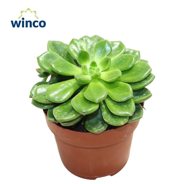 Горшечные цветы и растения оптом Echeveria Chubbs от 8шт из Голландии с доставкой по России