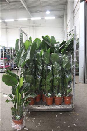 Горшечные цветы и растения оптом Strelitzia Nicolai 3-4 Pp от 1шт из Голландии с доставкой по России Горшечные цветы и растения оптом Strelitzia Nicolai 3-4 Pp от 1шт из Голландии с доставкой по России