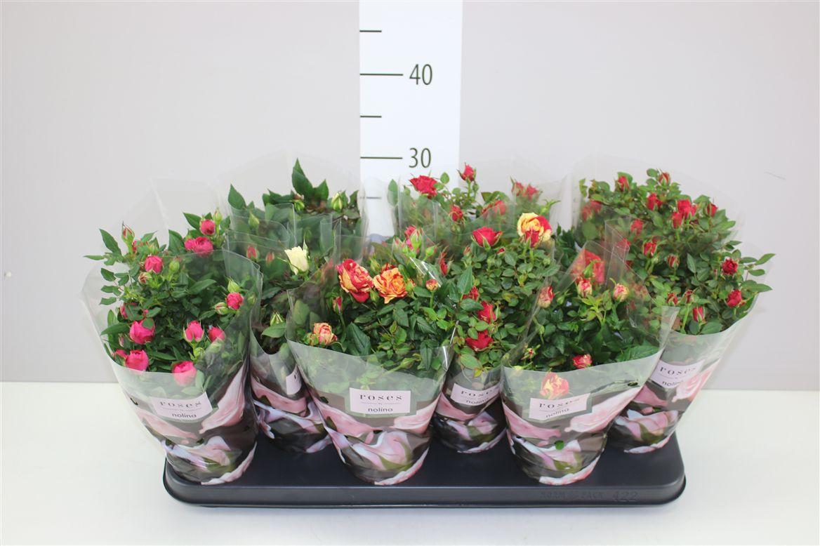 Горшечные цветы и растения оптом Rosa Victory Gemengd от 12шт из Голландии с доставкой по России