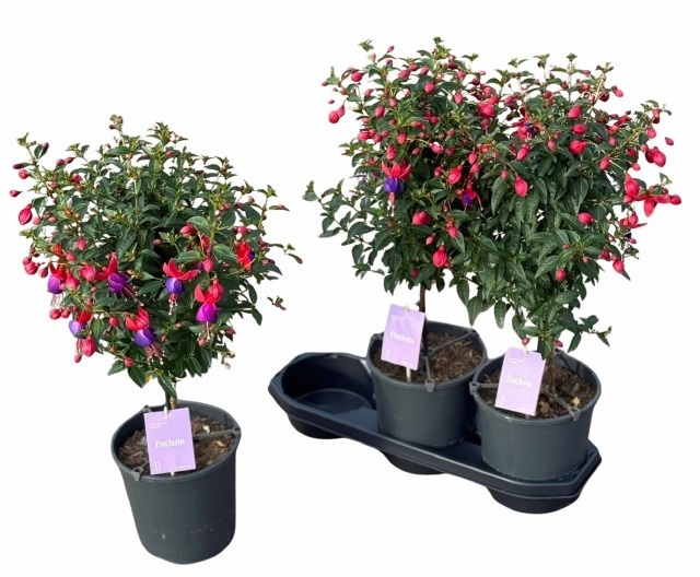 Горшечные цветы и растения оптом Fuchsia B F Vera от 3шт из Голландии с доставкой по России
