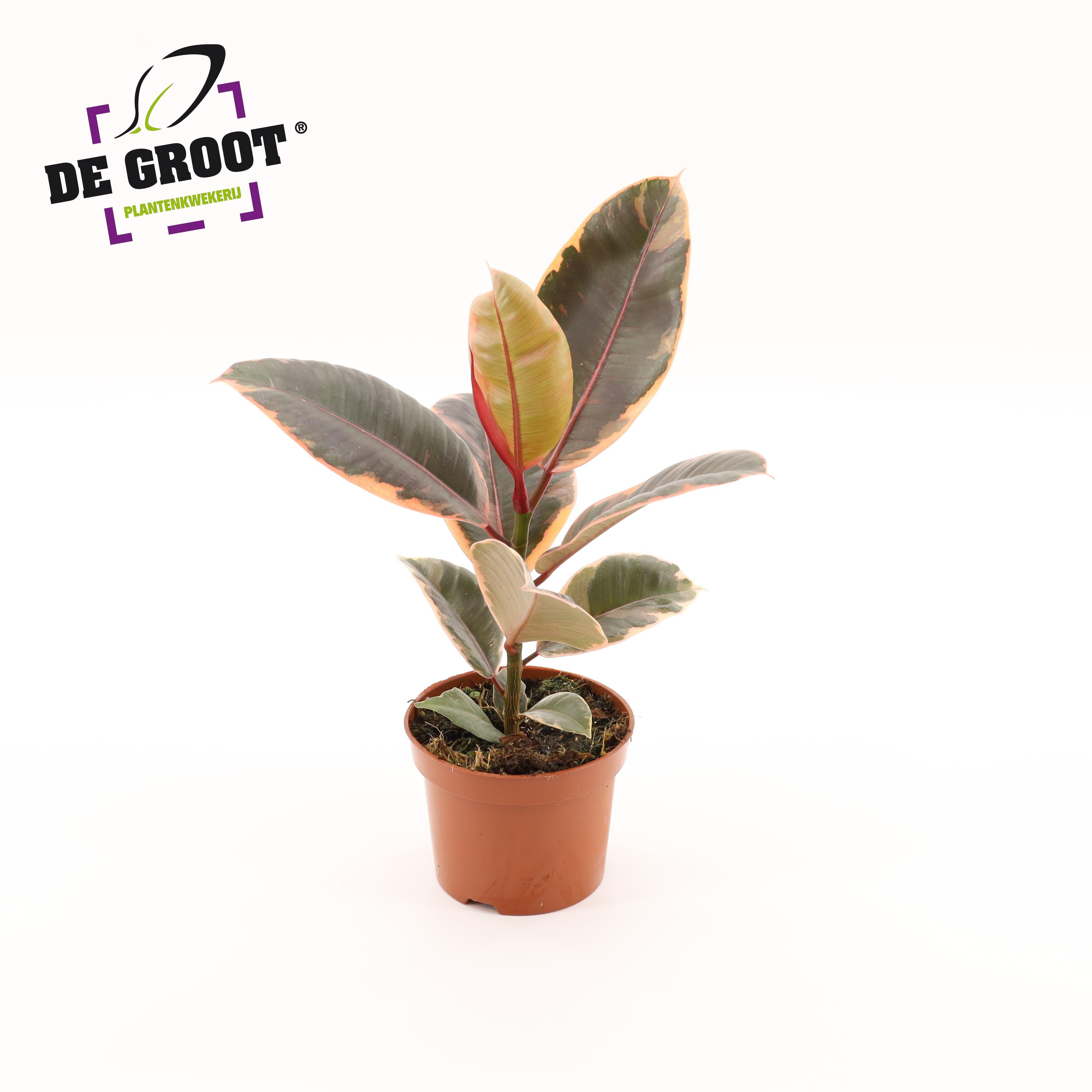 Горшечные цветы и растения оптом Ficus El Belize от 10шт из Голландии с доставкой по России
