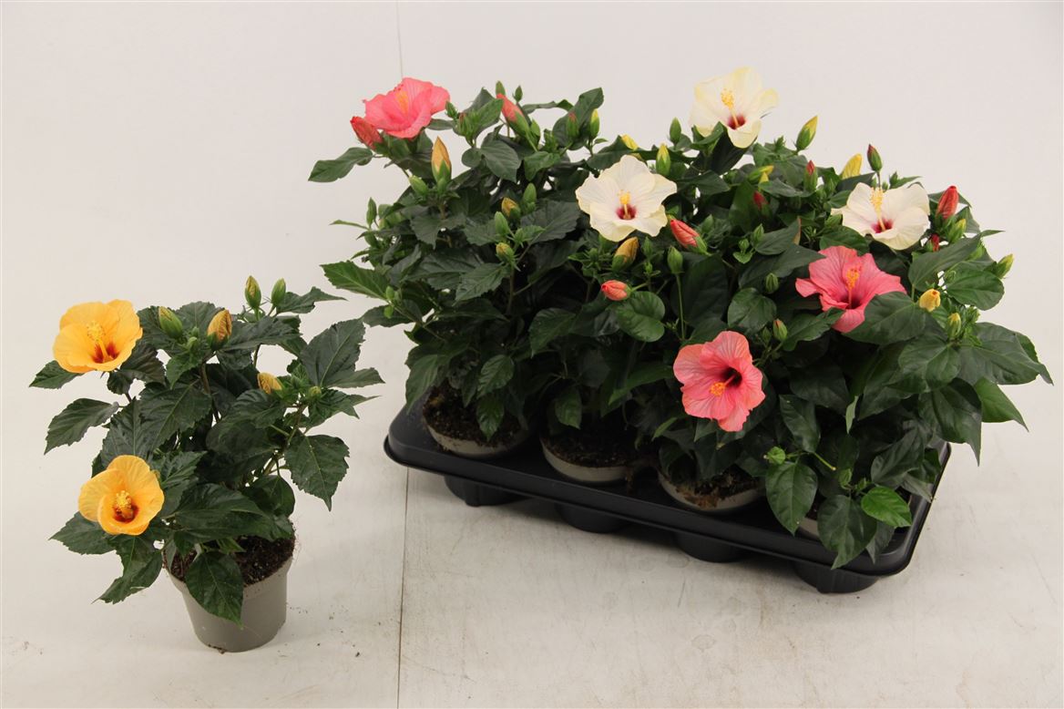 Горшечные цветы и растения оптом Hibiscus Mix 4+ от 8шт из Голландии с доставкой по России