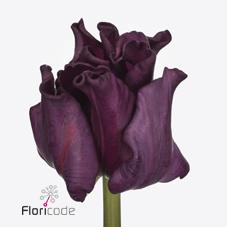 Срезанные цветы оптом Tulipa co crown of negrita от 50шт из Голландии с доставкой по России