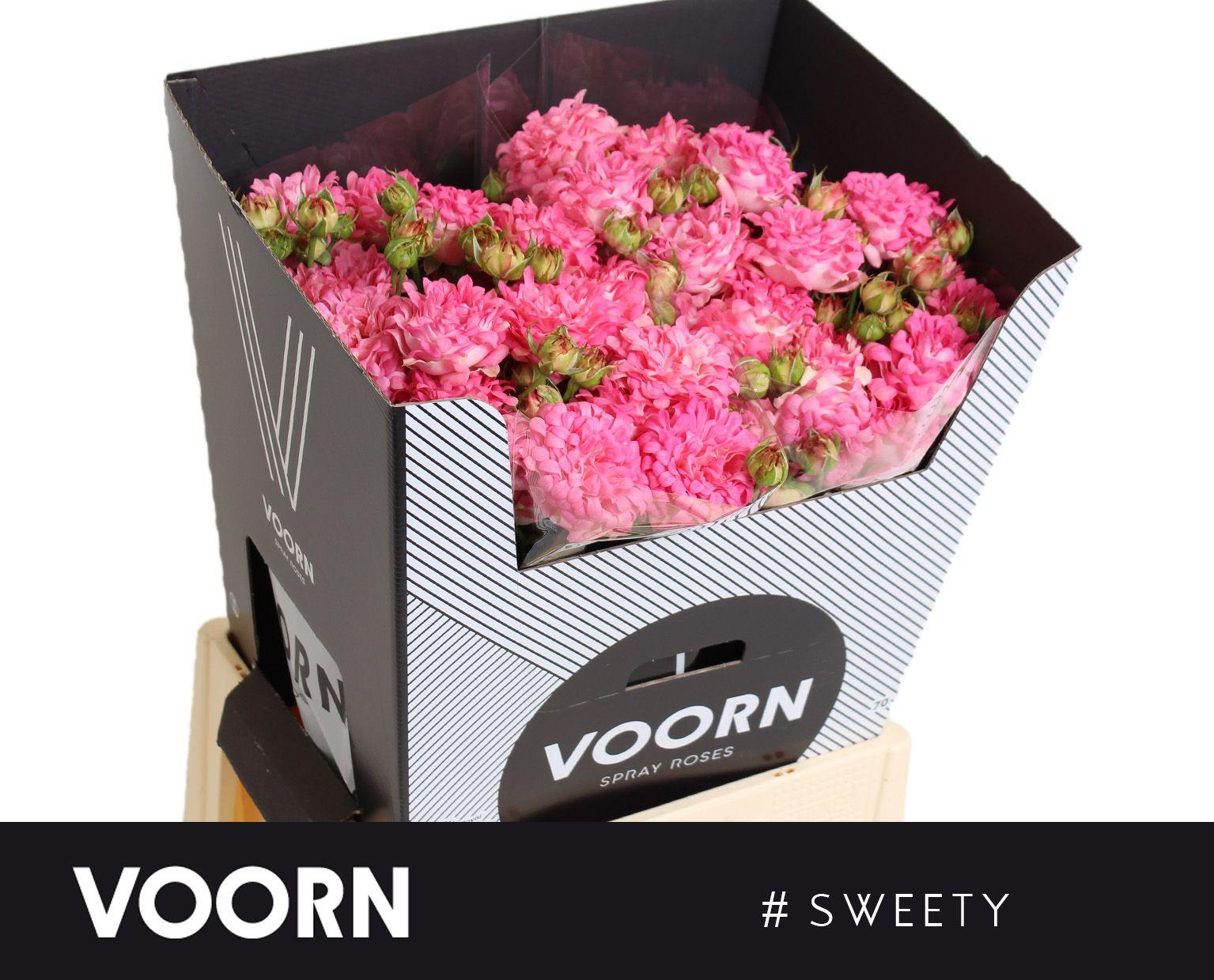 Срезанные цветы оптом Rosa spray #sweety от 20шт из Голландии с доставкой по России