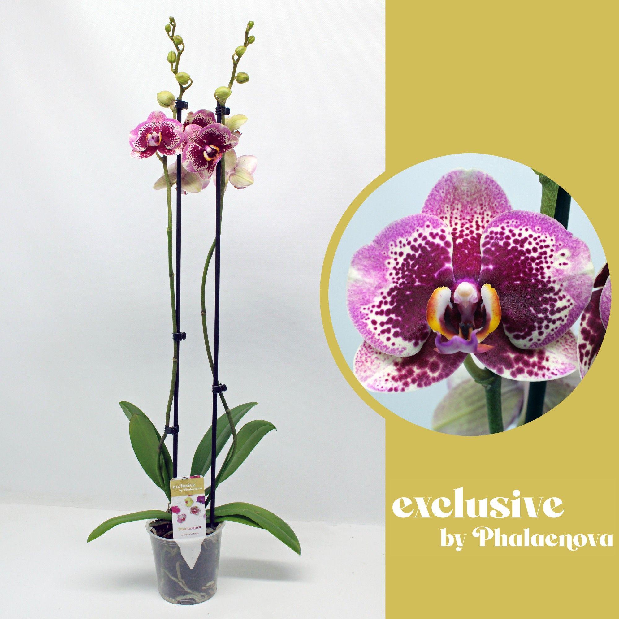 Горшечные цветы и растения оптом Phal 2st Dream Diamond 14+ (phalaenova) от 10шт из Голландии с доставкой по России