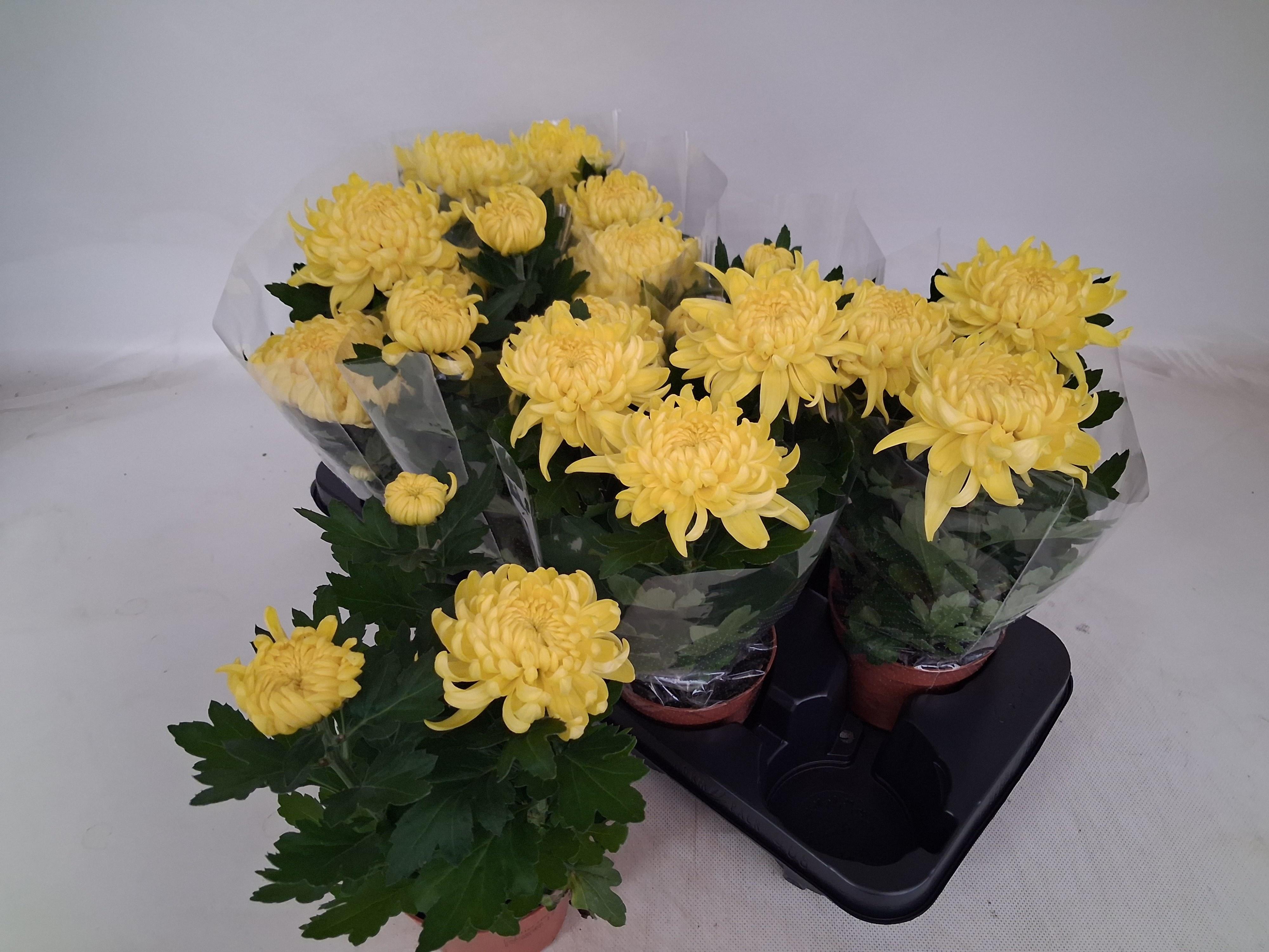 Горшечные цветы и растения оптом Chrys Cosmo Yellow от 8шт из Голландии с доставкой по России