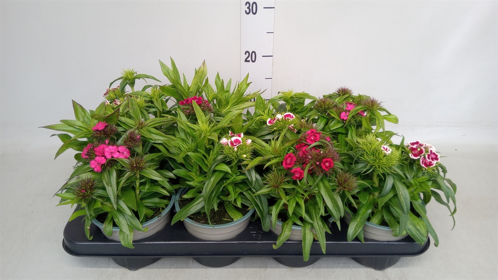 Горшечные цветы и растения оптом Dianthus Barb. от 8шт из Голландии с доставкой по России
