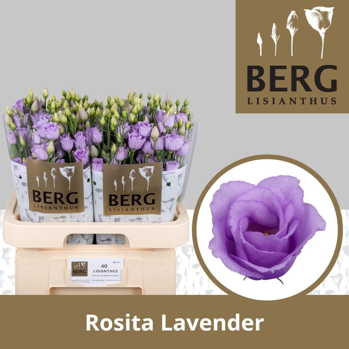 Срезанные цветы оптом Lisianthus do rosita lavender от 40шт из Голландии с доставкой по России