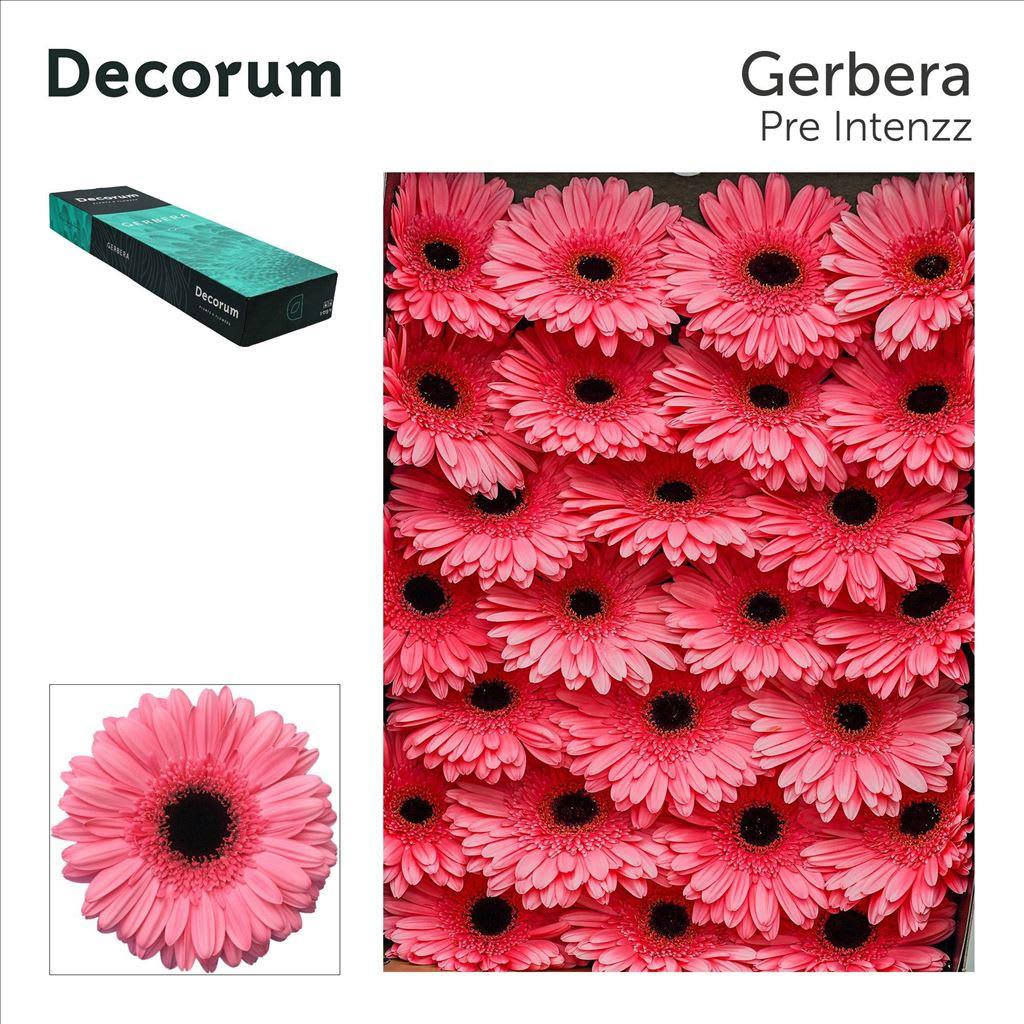 Срезанные цветы оптом Gerbera pre-intenzz от 50шт из Голландии с доставкой по России