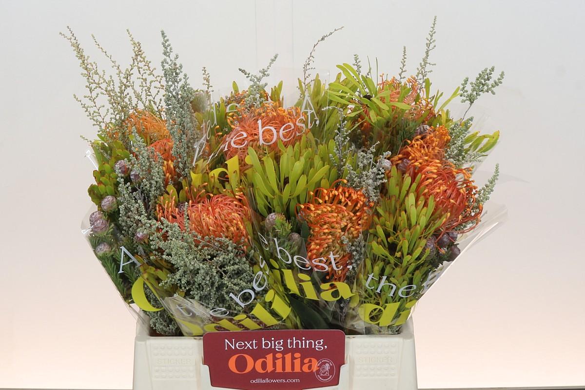 Срезанные цветы оптом Nutans bq cordifolium sfb от 10шт из Голландии с доставкой по России Срезанные цветы оптом Nutans bq cordifolium sfb от 10шт из Голландии с доставкой по России