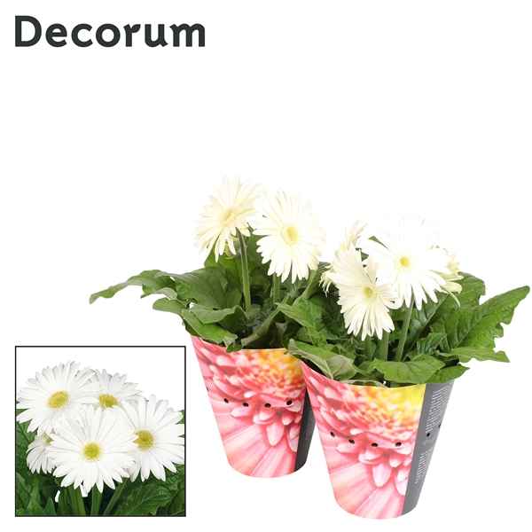 Горшечные цветы и растения оптом Gerbera White 2+ Potcover (decorum) от 9шт из Голландии с доставкой по России