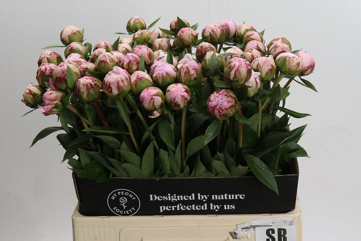 Срезанные цветы оптом Paeonia sarah bernhardt от 60шт из Голландии с доставкой по России