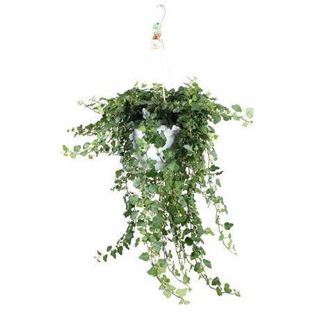 Горшечные цветы и растения оптом Hedera Helix Wonder - Hang/xxl P24 от 1шт из Голландии с доставкой по России