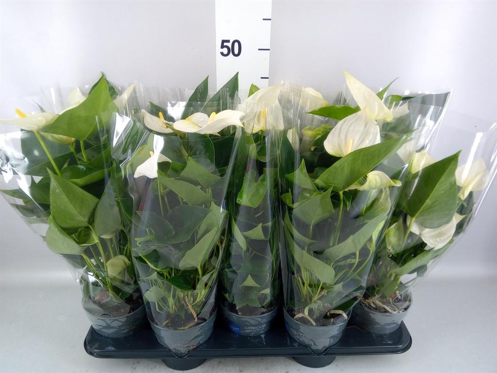 Горшечные цветы и растения оптом Anthurium karma White от 10шт из Голландии с доставкой по России