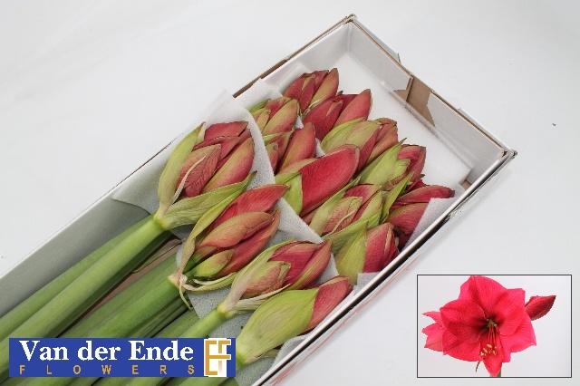 Срезанные цветы оптом Hippeastrum isabella от 12шт из Голландии с доставкой по России