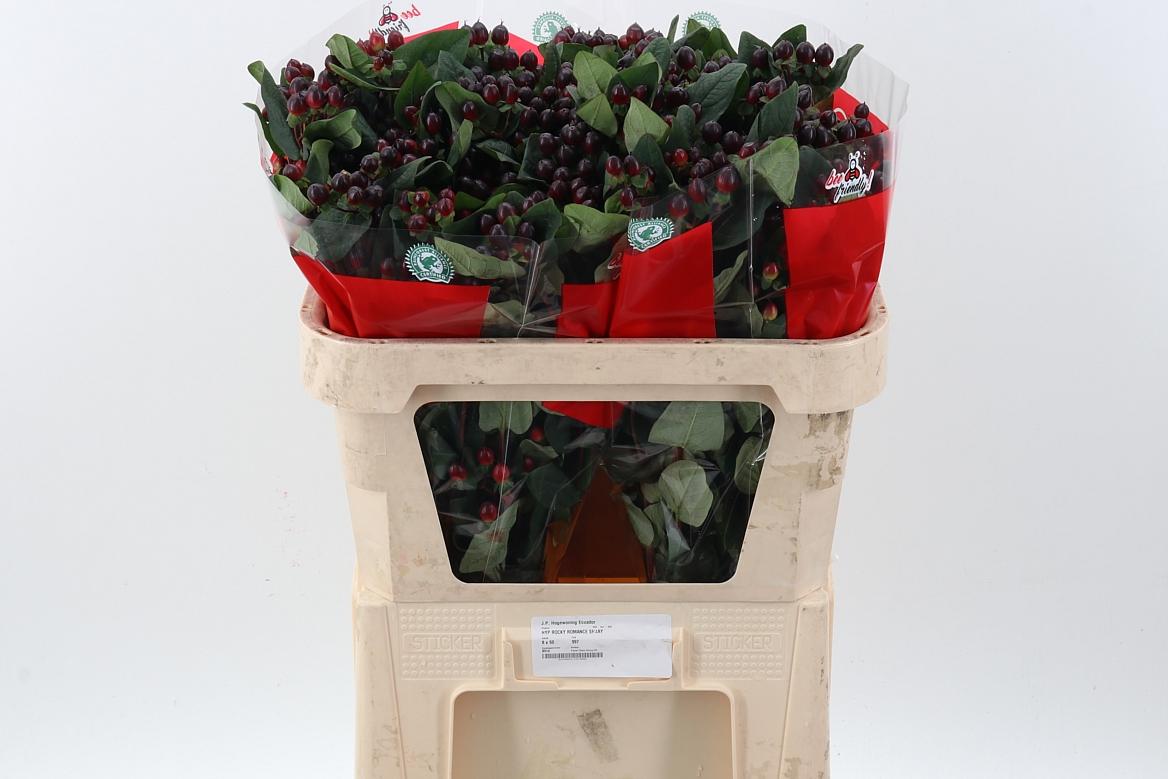 Срезанные цветы оптом Hypericum rocky romance spray от 50шт из Голландии с доставкой по России