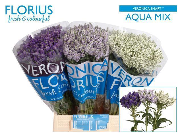 Срезанные цветы оптом Veronica x media smart aqua mix от 120шт из Голландии с доставкой по России