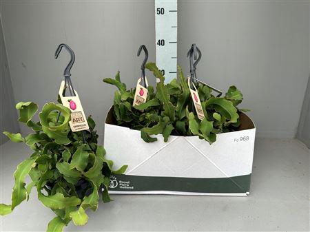 Горшечные цветы и растения оптом Epiphyll Guat Monstr от 4шт из Голландии с доставкой по России
