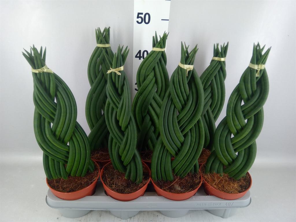 Горшечные цветы и растения оптом Sansevieria Cyl. ... A от 7шт из Голландии с доставкой по России
