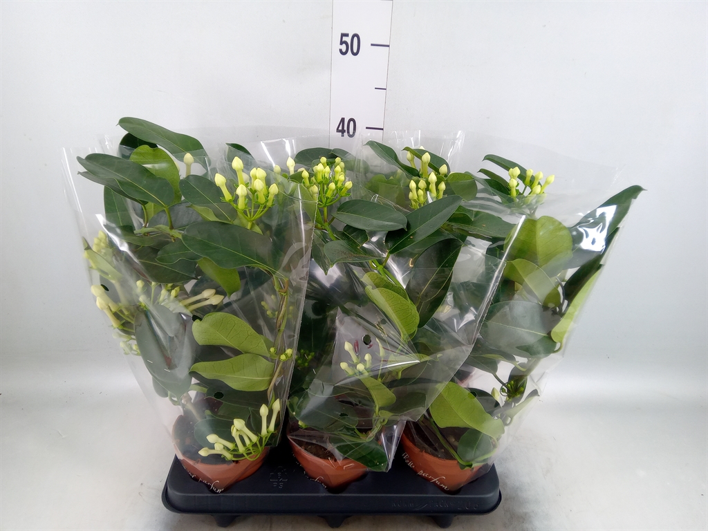 Горшечные цветы и растения оптом Stephanotis Floribunda   ... от 6шт из Голландии с доставкой по России