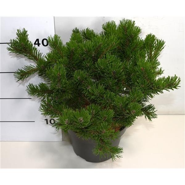 Горшечные цветы и растения оптом Pinus Mugo Klosters Grun от 1шт из Голландии с доставкой по России