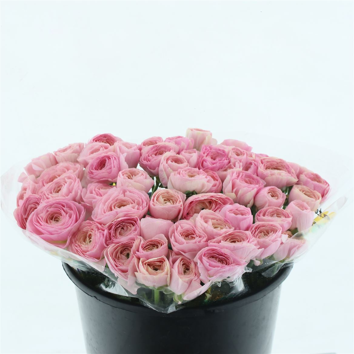 Срезанные цветы оптом Ranunculus succes rosa 416 от 50шт из Голландии с доставкой по России