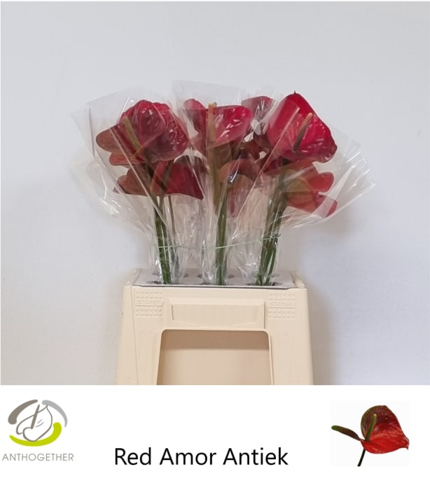 Срезанные цветы оптом Anthurium red amor от 30шт из Голландии с доставкой по России
