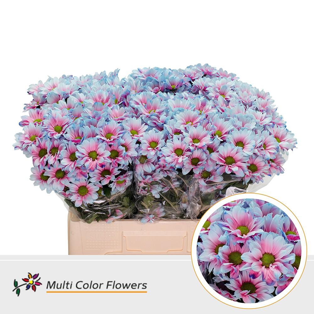 Срезанные цветы оптом Chrys sp paint kennedy mermaid от 40шт из Голландии с доставкой по России