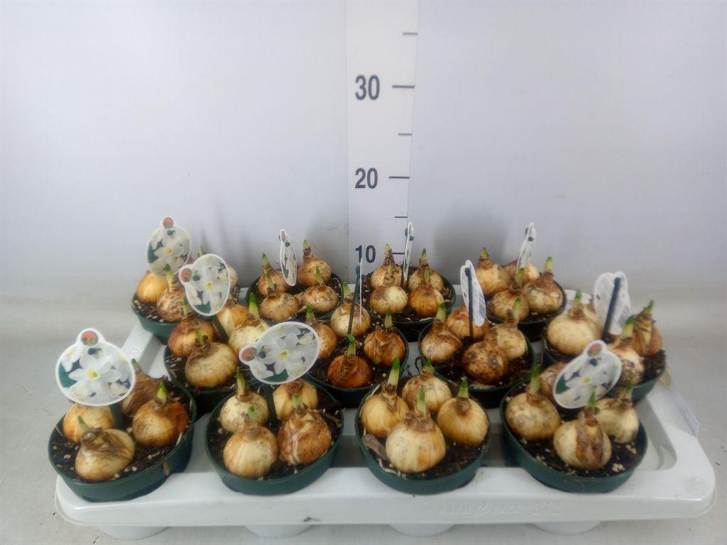 Горшечные цветы и растения оптом Narcissus   ... от 12шт'' из Голландии с доставкой по России