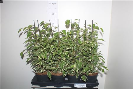 Горшечные цветы и растения оптом Ficus Be Twilight от 8шт из Голландии с доставкой по России