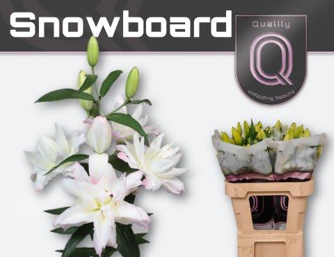 Срезанные цветы оптом Lilium or dbl snowboard от 40шт из Голландии с доставкой по России