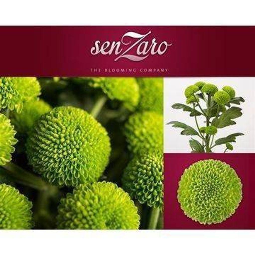 Срезанные цветы оптом Chrys sp deligreen от 80шт.. из Голландии с доставкой по России