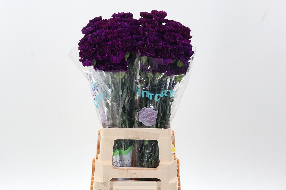 Срезанные цветы оптом Gerbera berra+ AA от 40шт из Голландии с доставкой по России