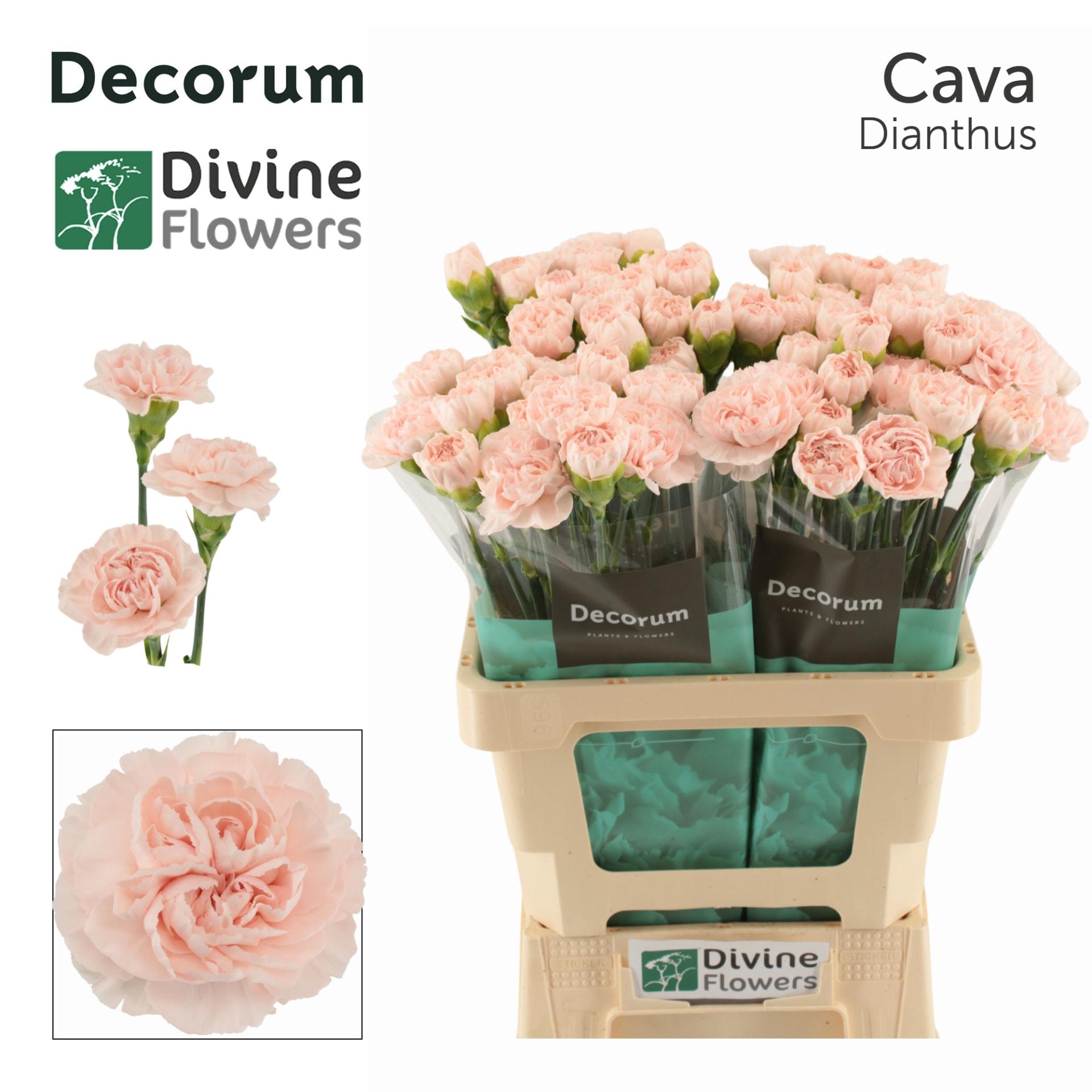 Срезанные цветы оптом Dianthus st cava от 80шт из Голландии с доставкой по России