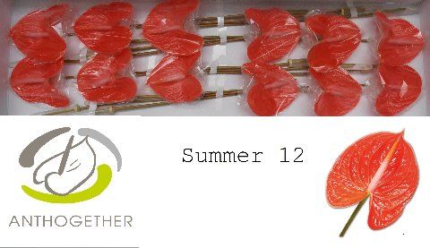 Срезанные цветы оптом Anthurium avo summer от 12шт из Голландии с доставкой по России