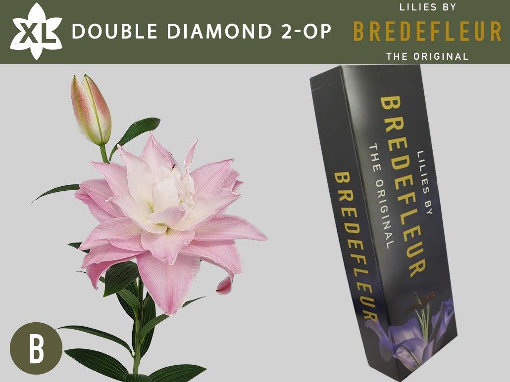 Срезанные цветы оптом Lilium or dbl double diamond от 80шт из Голландии с доставкой по России