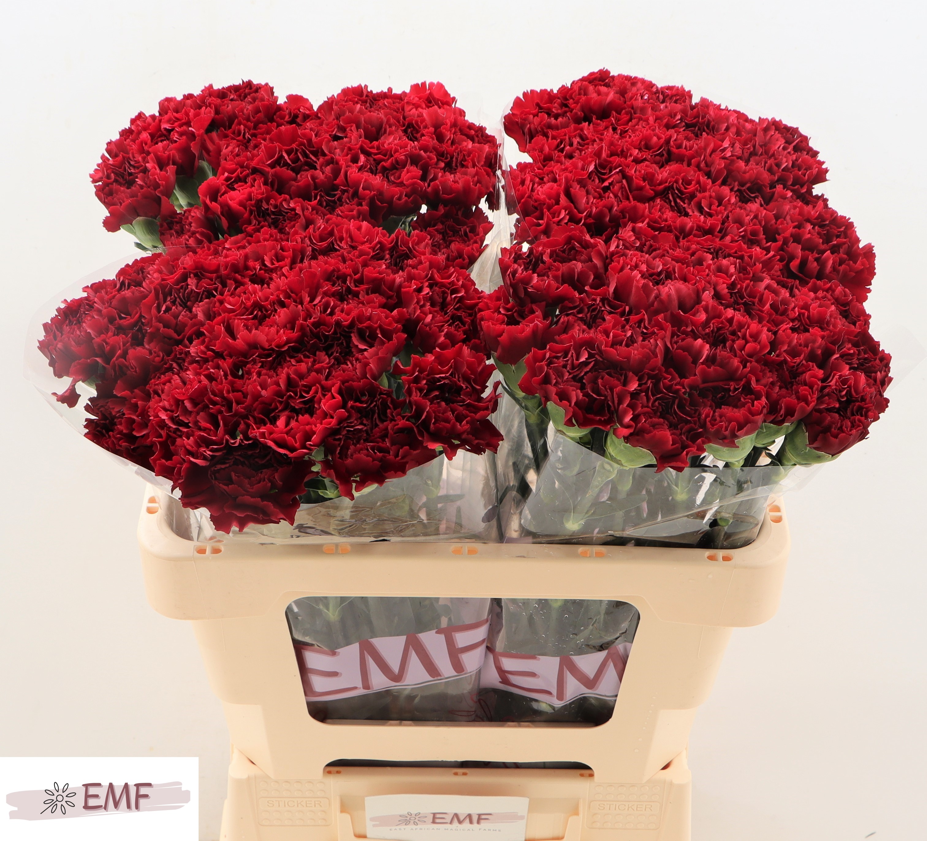 Срезанные цветы оптом Dianthus st zurigo от 80шт из Голландии с доставкой по России