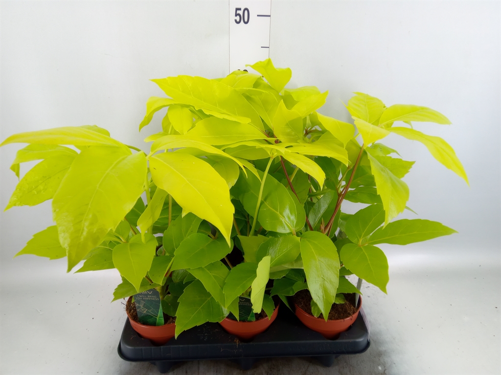 Горшечные цветы и растения оптом Schefflera Actin. от 6шт из Голландии с доставкой по России