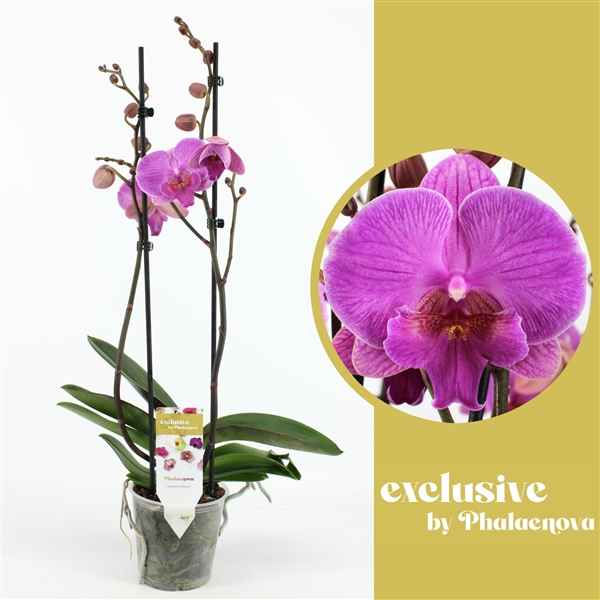 Горшечные цветы и растения оптом Phal 2st Simona 18+ (phalaenova) от 10шт из Голландии с доставкой по России