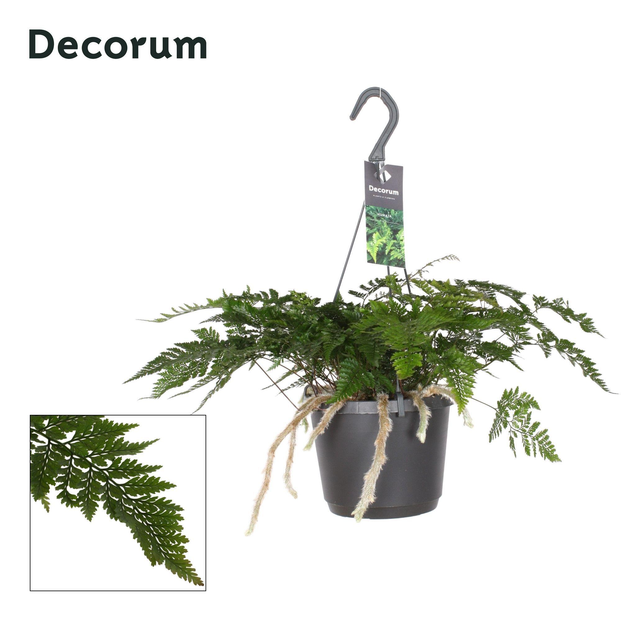 Горшечные цветы и растения оптом Davallia Teyermannii от 6шт из Голландии с доставкой по России