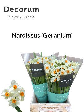 Срезанные цветы оптом Narcissus sp geranium от 300шт из Голландии с доставкой по России
