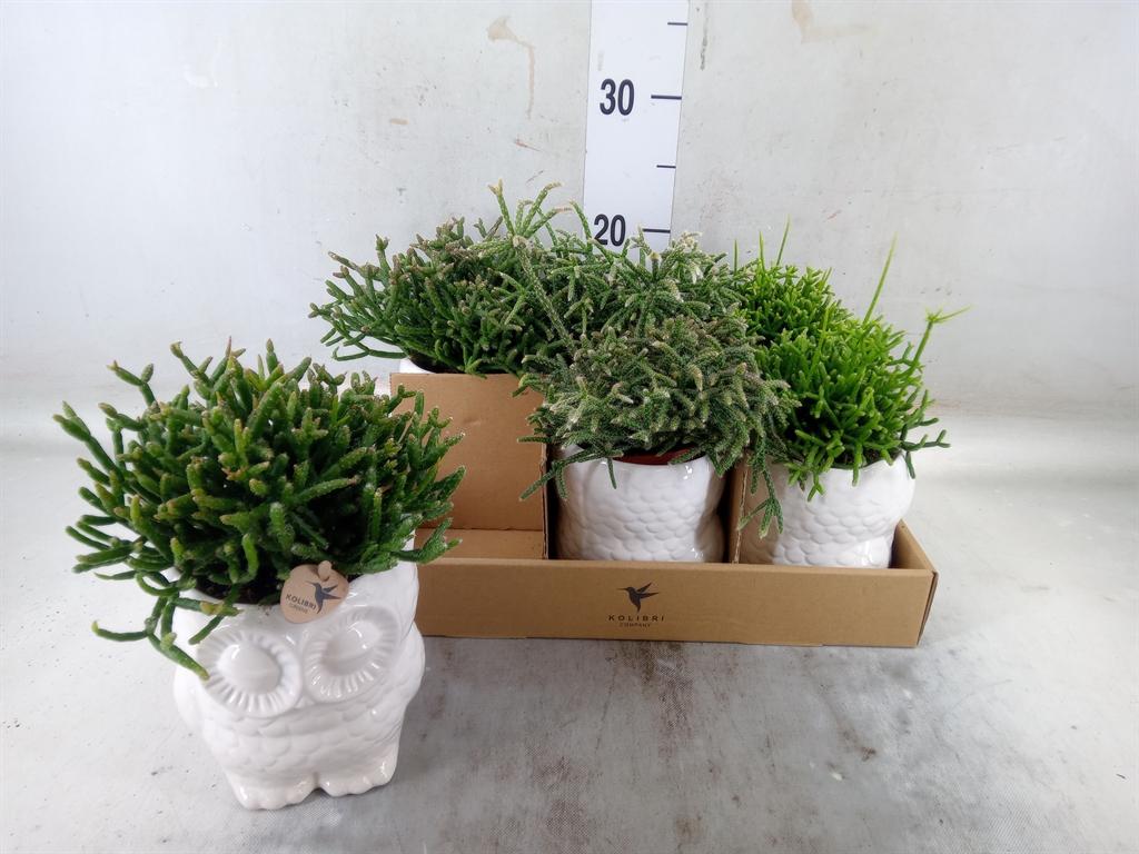 Горшечные цветы и растения оптом Rhipsalis   ...mix от 6шт (для телеги) из Голландии с доставкой по России