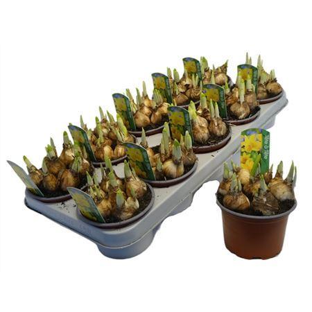 Горшечные цветы и растения оптом Narcis Tete A Tete от 10шт из Голландии с доставкой по России