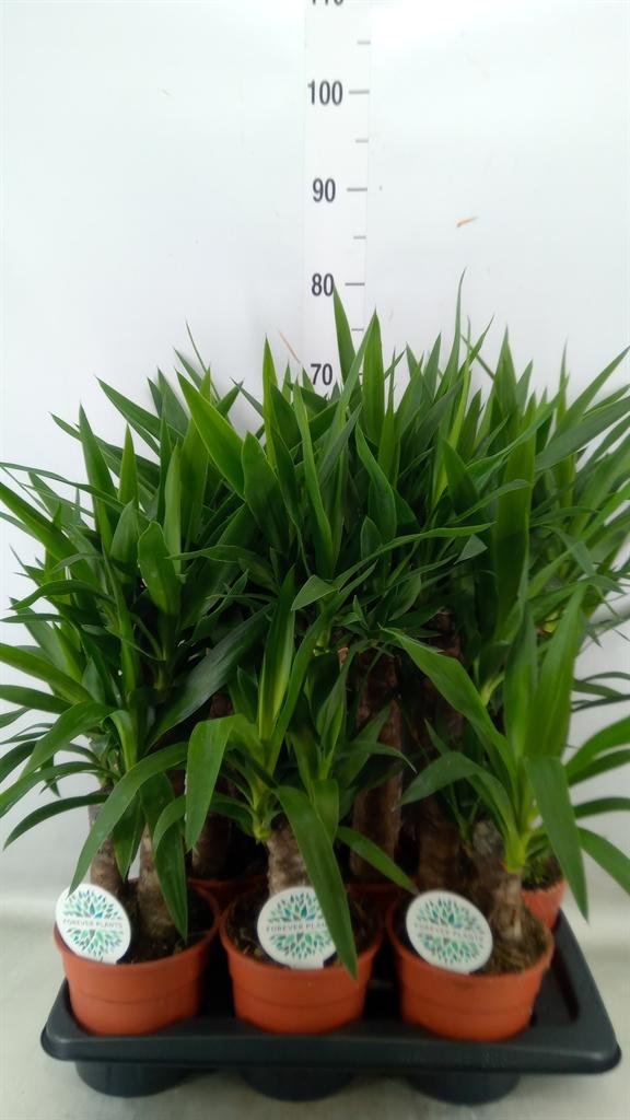 Горшечные цветы и растения оптом Yucca   ... от 6шт из Голландии с доставкой по России