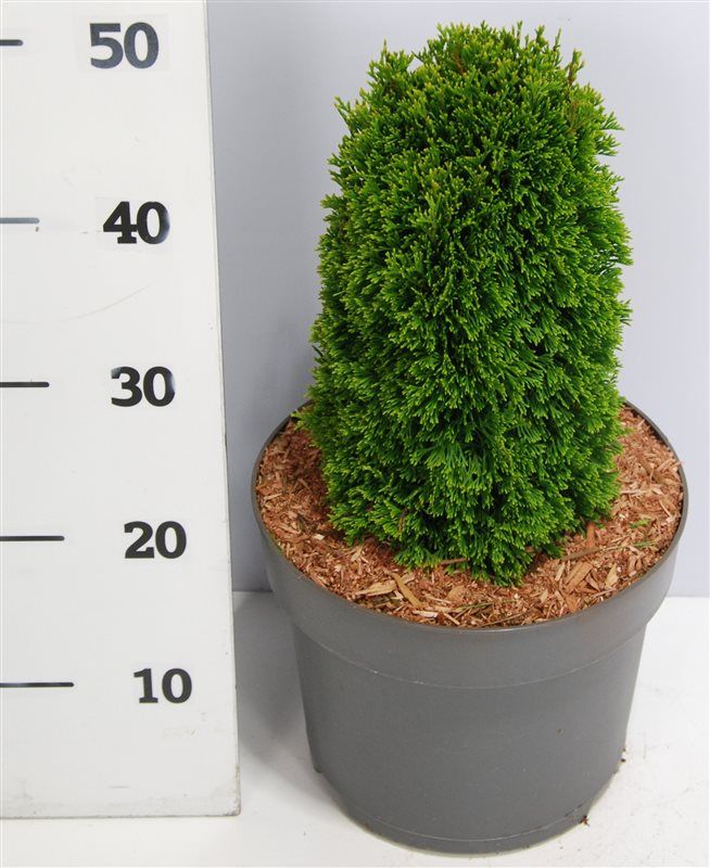 Горшечные цветы и растения оптом Thuja Occ Maks от 1шт из Голландии с доставкой по России