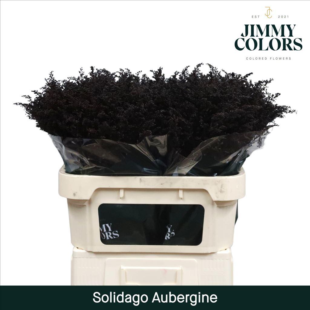 Срезанные цветы оптом Solidago paint aubergine от 100шт из Голландии с доставкой по России
