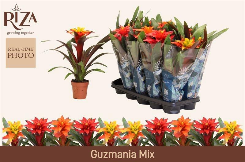 Горшечные цветы и растения оптом Guzm Gem 3 Srt от 10шт из Голландии с доставкой по России