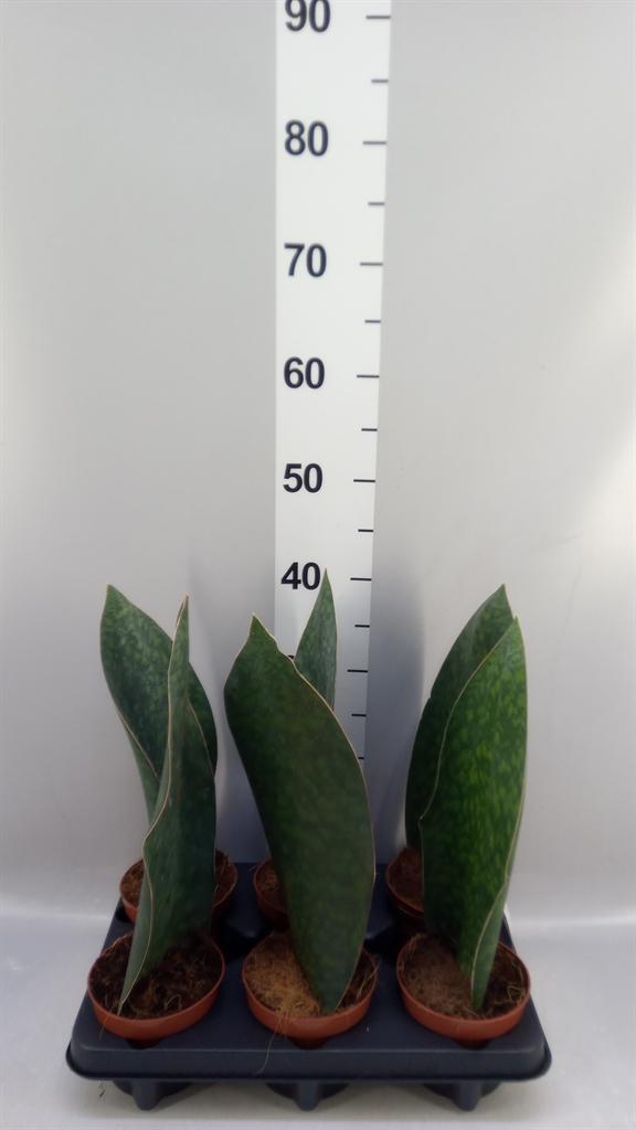 Горшечные цветы и растения оптом Sansevieria Grandis от 6шт из Голландии с доставкой по России