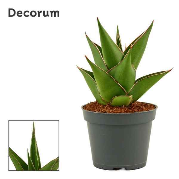 Горшечные цветы и растения оптом Sansevieria Temple Crown (decorum) от 14шт из Голландии с доставкой по России